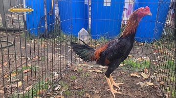 MENYUAM QAIB RAU HLIS 10.20.25 | SHOWBIRD | QAIB THAI | SHAMO | ASEEL | PAKOI | GANOI