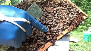 A Different Way to Combine Multiple Colonies