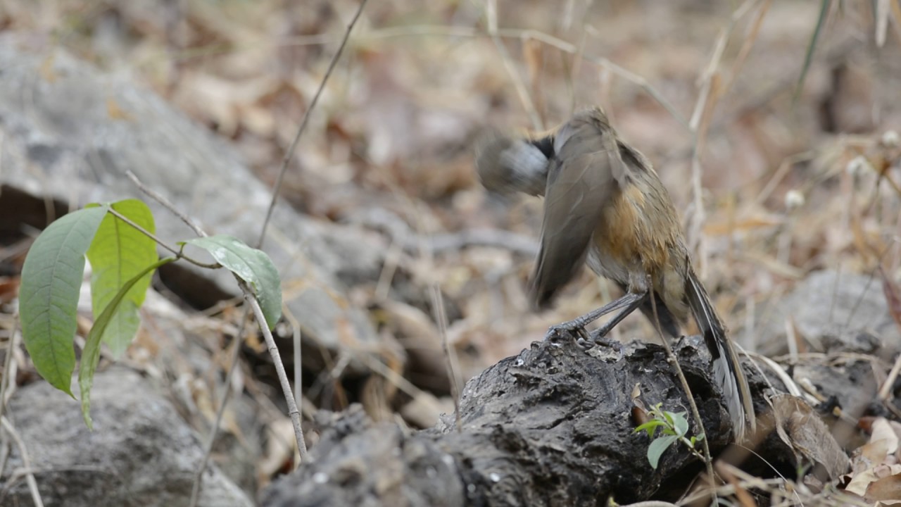 Greater Necklaced Laughingthrush, Mar 5 2017. 