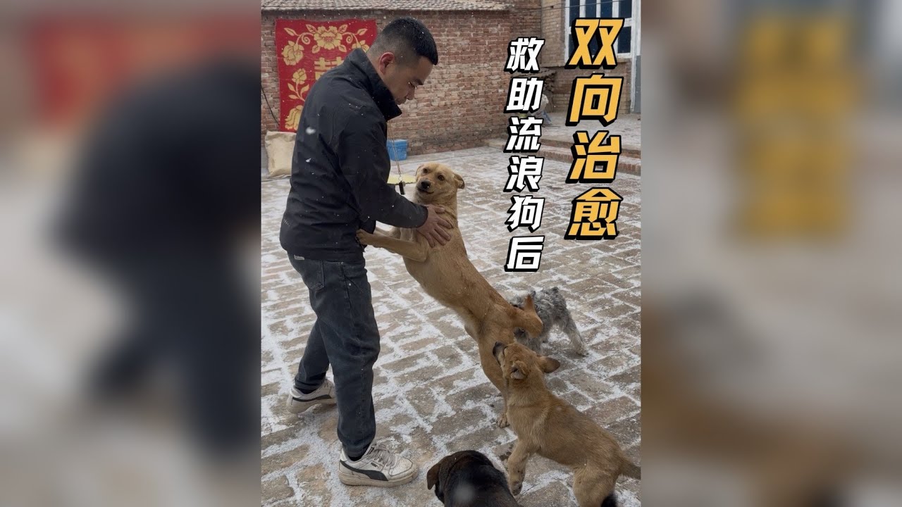 从流浪狗到家人，也是双向治愈的美好发生……