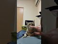 猫なんです。 #shorts #猫好きと繋がりたい
