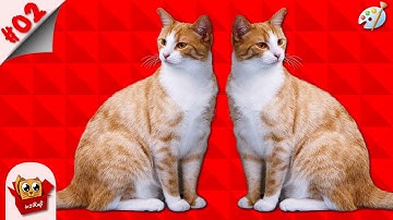 Flip Image- How To Flip An Image In Paint | How To Flip A Photo | Flip Image Horizontally/Vertically