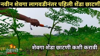 नवन शवग लगवड नतर पहल शड छटण कश करव Shevga Shenda Chhatni Kashi Kravi