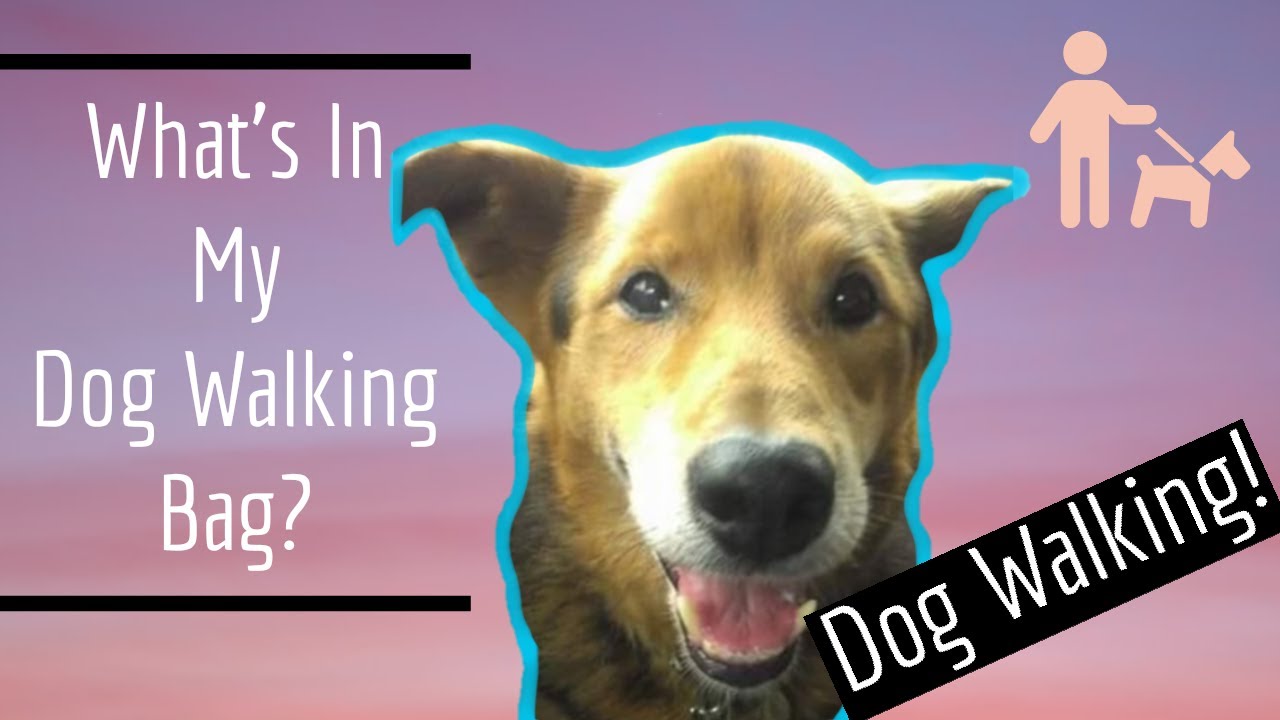 What's in my Dog Walking Bag? YouTube