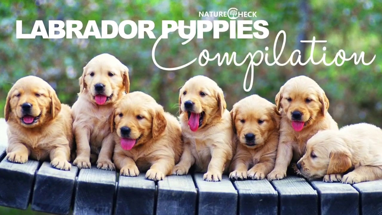 black mirror season 5 Labrador Puppies Compilation