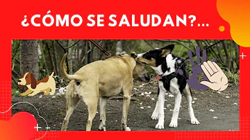 ¿Cómo nos saludan los perros?