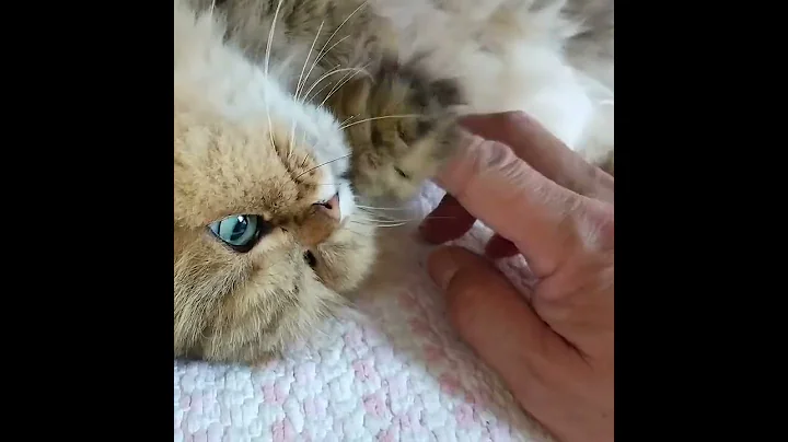 Video 5050381: chinchilla golden persian cat, cute chinchilla golden persian, cute persian cat japan