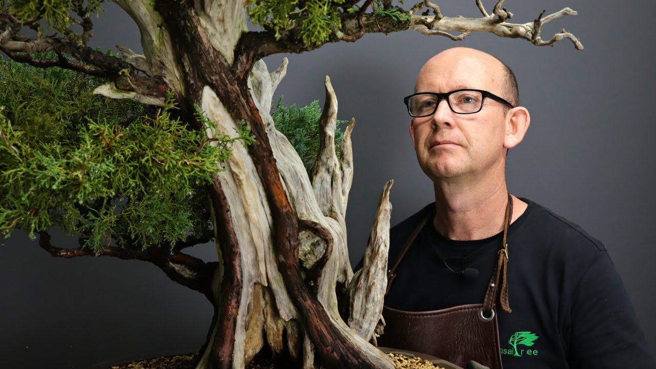 Пересадка старого можжевельника ямадори