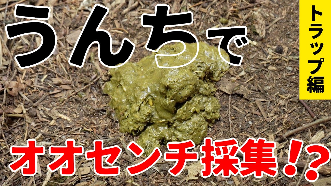 【トラップ編】牛糞でオオセンチコガネ採集！