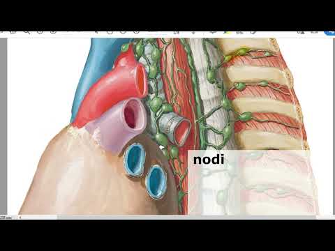 Anatomy of lymph