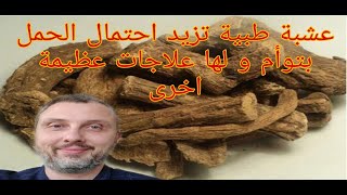 عشبة طبية للحمل بتوأم و لها فوائد عظيمة أخرى القسط الهندي و القسط البحري