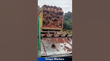 Palm oil harvesting: unloading a truckload of fruits