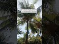 Kebun Kelapa Blarak Sineret Bojong Shalawatnabisaw Videoshort Kebun Kelapa Blarak Sineret Bojong Shalawatnabisaw Videoshort