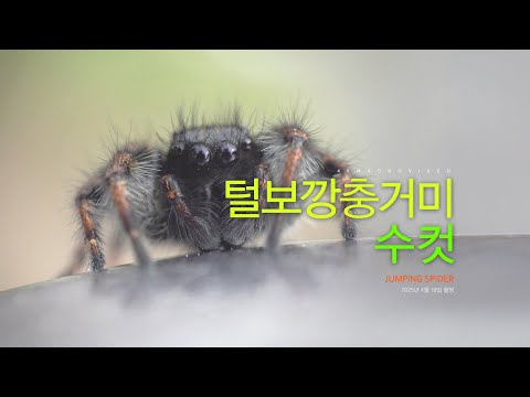 털보깡충거미 [JUMPING SPIDER] 수컷 초접사 영상