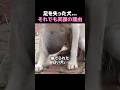 足を失った犬…それでも笑顔の理由。#感動, #泣ける, #動物, #犬, #保護犬, #奇跡, #動物の絆, #心温まる, #優しい人, #動物感動, #感動ストーリー, #涙, #犬のいる生活,