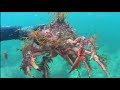 Snorkel Galicia (Nécoras, pulpos y centollos)