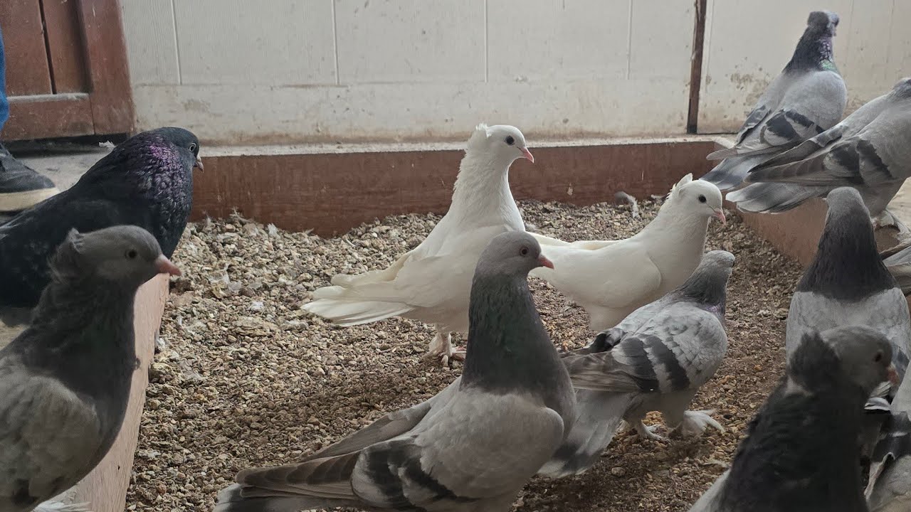 Özcüden Efsana Metrajlı Kuşlar 23 ocak Cuma sizlerle