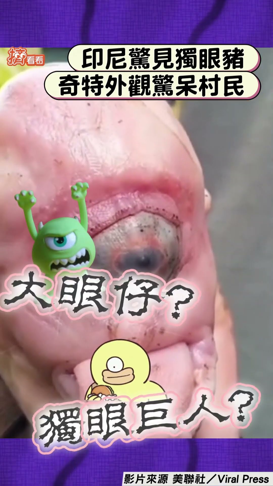 印尼「超巨獨眼豬」正面曝!　超凸大眼+吐舌外觀驚呆村民｜TVBS新聞@TVBSNEWS01