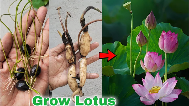 How to grow lotus plant at home, How to grow lotus Rhizome [English cc] - DayDayNews