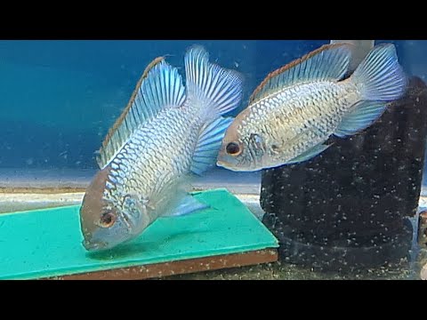 Neon Blue Acara breeding. How to breed Electric Blue Acaras. Complete Breeding Guide
