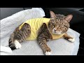 ほたて君の現在の状況と、今後の活動について