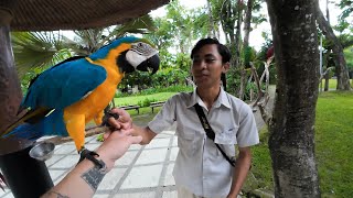 Обзор парка птиц на Бали - Bali Bird Park (Путешествие по Азии - Часть 3)