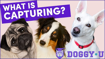 Dog Training Foundation Skill YOU need to know! CAPTURING BEHAVIOR