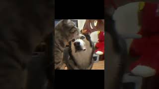Dog Can't Hide Jealousy#dogcompilation#dogvideos#dogshorts
