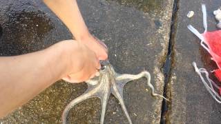 タコの栄養成分やカロリーは 疲労回復に効くと噂の効果 効能含めて解説 暮らし の タコの栄養成分やカロリーは 疲労回復に効くと噂の効果 効能含めて解説 暮らし の