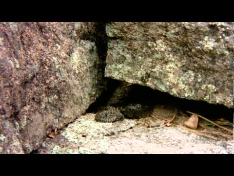 rattlesnakes can swim Rattlesnake family life
