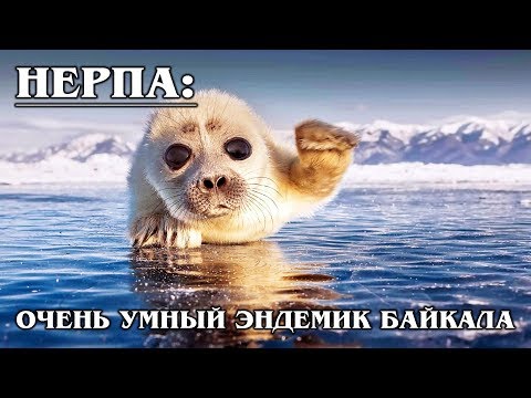 БАЙКАЛЬСКАЯ НЕРПА: Как тюлень-разбойник оказался на Байкале?