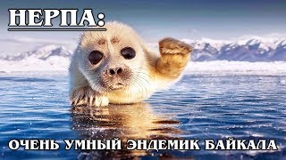 БАЙКАЛЬСКАЯ НЕРПА: Загадка науки и эндемик озера Байкал | Интересные факты про нерпу и тюленей
