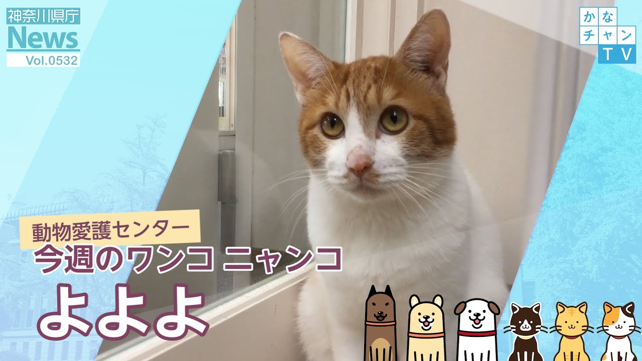 今週のワンコ・ニャンコ「よよよ」県庁ニュース vol.532 2022/10/14