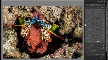 How to Use the Masking Feature and Brush Tool in Adobe Lightroom