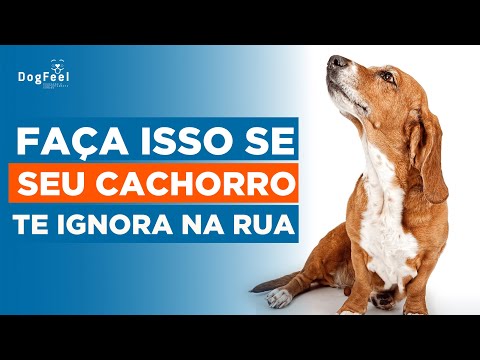 Vídeo: Seu cão está ignorando você?