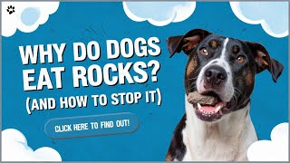 Why Do Dogs Eat Rocks? (And How to Stop It) Why Does My Dog Eat Rocks 10 Reasons Answered And Explained