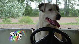 2019 Pet Memorial - Crossing the Rainbow Bridge 🌈😿