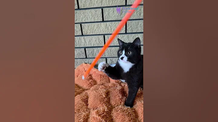 Video 11321721: tiny british shorthair, british shorthair boy, eyes british shorthair, british shorthair black, white british shorthair, british shorthair playing, britishshorthair