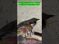 pancawarna full promo di kios Fathoni bird shop #birds #bantu #bantusubscribe #kicaumania