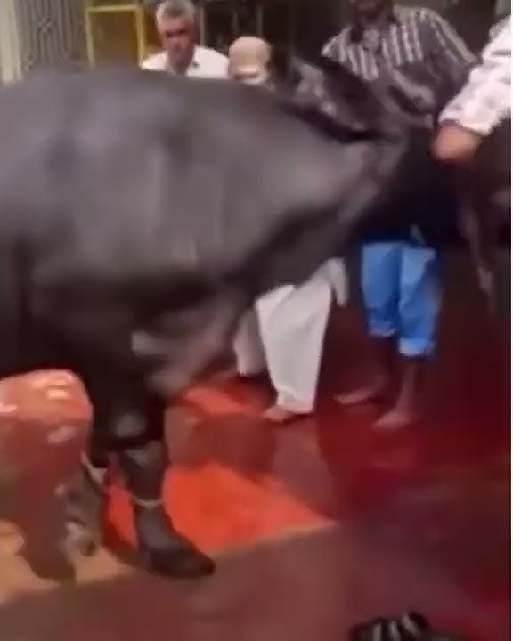 عیدالاضحی(Eid-al-Izhaa) Buffalo Qurbani Funny video 2022