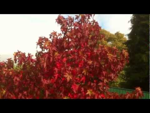 فيديو: Liquidambar - زخرفة الخريف