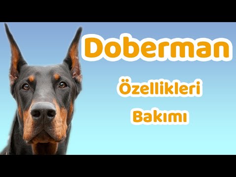 Video: Doberman Köpek Yavrusu Nasıl Beslenir