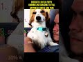 Energetic joyful puppy running and wagging its tail happiness simple and pure #funny #pets #cutedog