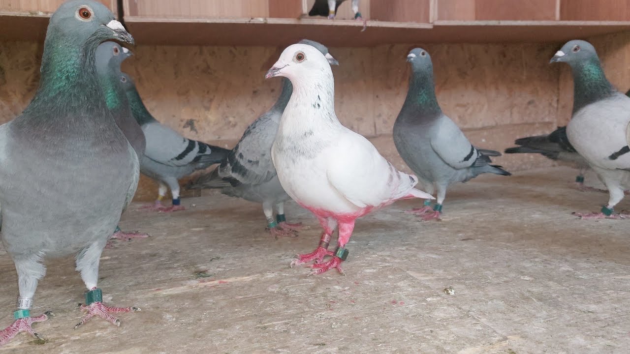 مجموع الإصابات في لوفتنا🥲🥲فيديو رمضاني جميل💚مع حقيقة عمالتنا الفاشلة🕊🕊🕊