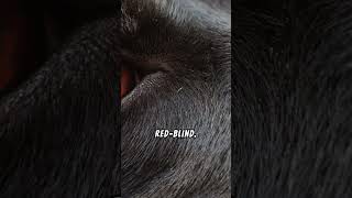 Bulls get angry when they see red myth or reality? #facts #curioushistory #viralvideo