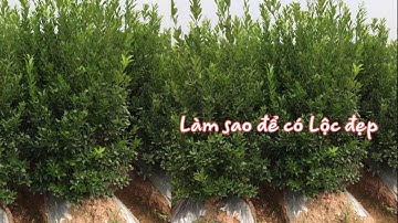 Làm Sao Để Quất Cảnh Có Lộc/thời điểm vàng làm lộc cho quất cảnh,Thang bom vlog