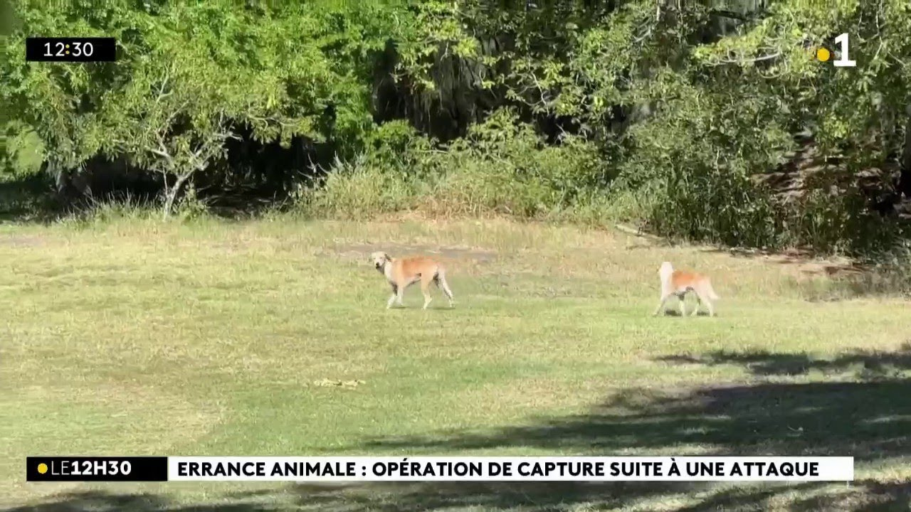 Opération de capture de chiens errants dans la forêt de l’Etang-Salé, après l’attaque d’une joggeuse
