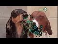 فاصل ابوظبي الإمارات الكلاب ههههههههههه 2010