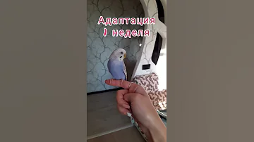 Как приручить попугая быстро?! How to tame a parrot quickly?