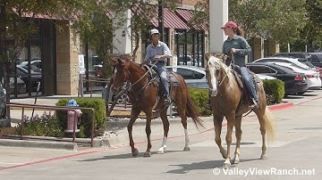 JA Golden Trigger and Teddy - riding in town! - ValleyViewRanch.net
